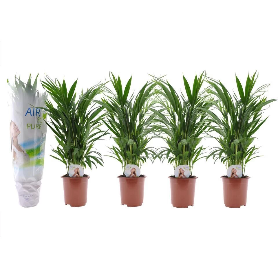 Dypsis Lutescens - Areca Goudpalm - Set Van 4 - Pot 17cm - Hoogte 60-70cm