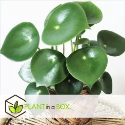 Peperomia Raindrop - Set Van 4 - Pot 12cm - Hoogte 20-30cm -GroenThuis Voordeel 1000084430 0102