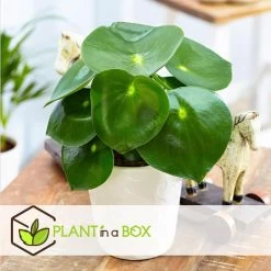Peperomia Raindrop - Set Van 4 - Pot 12cm - Hoogte 20-30cm -GroenThuis Voordeel 1000084430 0103