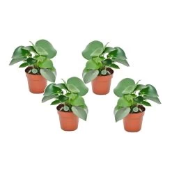 Peperomia Raindrop - Set Van 4 - Pot 12cm - Hoogte 20-30cm