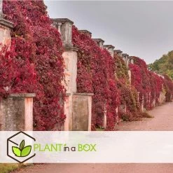 Set Van 3 Parthenocissus 'Wilde Wingerd' - Pot 9cm - Hoogte 25-40cm -GroenThuis Voordeel 1000084533 0103