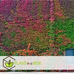 Set Van 3 Parthenocissus 'Wilde Wingerd' - Pot 9cm - Hoogte 25-40cm -GroenThuis Voordeel 1000084533 0104