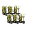 Acacia Dealbata Mimosa - Set Van 6 - Pot 9cm - Hoogte 25-40cm -GroenThuis Voordeel 1000084538