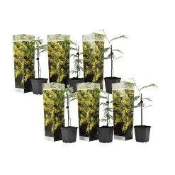 Acacia Dealbata Mimosa - Set Van 6 - Pot 9cm - Hoogte 25-40cm