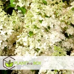 Hydrangea Paniculata 'Confetti' - Set Van 2 - Pot 19cm - Hoogte 25-40cm -GroenThuis Voordeel 1000085516 0104