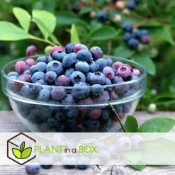 Superfruit - Mix Van 3 - Bosbes - Cranberry - Goji - Pot 9cm - Hoogte 25-40cm -GroenThuis Voordeel 1000085725 0104