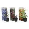 Superfruit - Mix Van 3 - Bosbes - Cranberry - Goji - Pot 9cm - Hoogte 25-40cm -GroenThuis Voordeel 1000085725