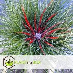 Fascicularia - Set Van 2 - Blauwgrijze Bladeren - Pot 13cm - Hoogte 20-30cm -GroenThuis Voordeel 1000085731 0103