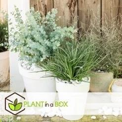 Fascicularia - Set Van 2 - Blauwgrijze Bladeren - Pot 13cm - Hoogte 20-30cm -GroenThuis Voordeel 1000085731 0104