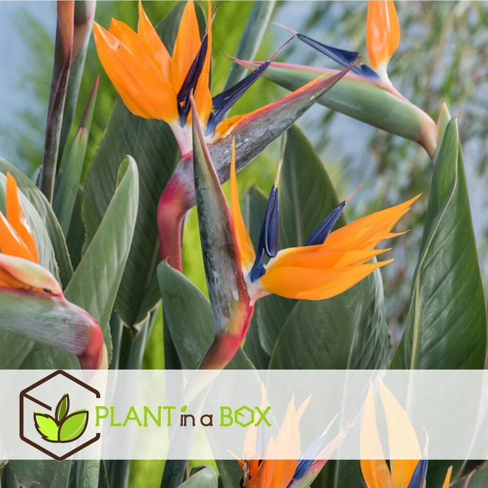 Strelitzia Reginea - Paradijsvogelbloem - Pot 9cm - Hoogte 25-40cm 4 Strelitzia Reginea - Paradijsvogelbloem - Pot 9cm - Hoogte 25-40cm - Afbeelding 2