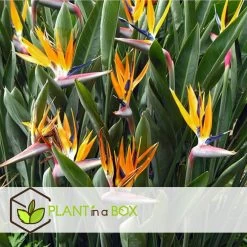 Strelitzia Reginea - Paradijsvogelbloem - Pot 9cm - Hoogte 25-40cm 8 Strelitzia Reginea - Paradijsvogelbloem - Pot 9cm - Hoogte 25-40cm -GroenThuis Voordeel 1000085733 0103