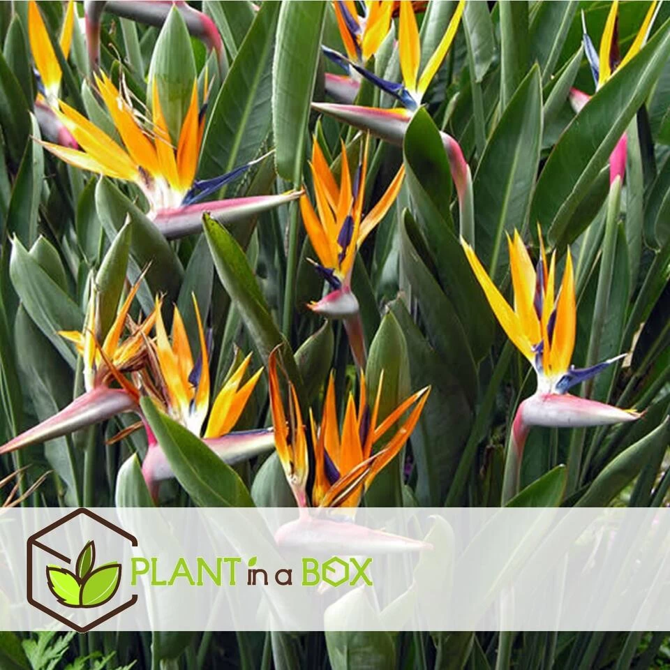 Strelitzia Reginea - Paradijsvogelbloem - Pot 9cm - Hoogte 25-40cm 5 Strelitzia Reginea - Paradijsvogelbloem - Pot 9cm - Hoogte 25-40cm - Afbeelding 3
