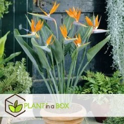 Strelitzia Reginea - Paradijsvogelbloem - Pot 9cm - Hoogte 25-40cm 9 Strelitzia Reginea - Paradijsvogelbloem - Pot 9cm - Hoogte 25-40cm -GroenThuis Voordeel 1000085733 0104