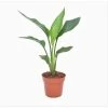 Strelitzia Reginea - Paradijsvogelbloem - Pot 9cm - Hoogte 25-40cm -GroenThuis Voordeel 1000085733