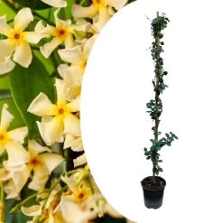 Trachelospermum Jasminoides Star Of Toscane - Pot 17cm - Hoogte 110-120cm