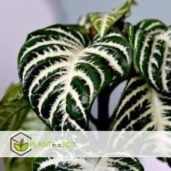 Plant In A Box - Aphelandra Curly White - Set Van 4 - Pot 13cm - Hoogte 25-35cm -GroenThuis Voordeel 1000085754 0103