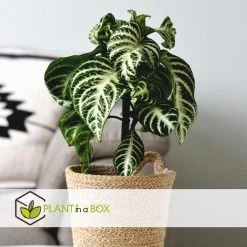 Plant In A Box - Aphelandra Curly White - Set Van 4 - Pot 13cm - Hoogte 25-35cm -GroenThuis Voordeel 1000085754 0104
