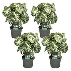 Plant In A Box - Aphelandra Curly White - Set Van 4 - Pot 13cm - Hoogte 25-35cm