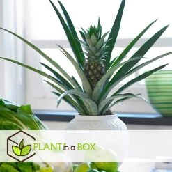 Ananas Comosus - Set Van 2 - Anti-snurkplant - Pot 14cm - Hoogte 45-55cm -GroenThuis Voordeel 1000085763 0102