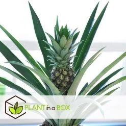 Ananas Comosus - Set Van 2 - Anti-snurkplant - Pot 14cm - Hoogte 45-55cm -GroenThuis Voordeel 1000085763 0103