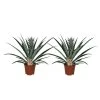 Ananas Comosus - Set Van 2 - Anti-snurkplant - Pot 14cm - Hoogte 45-55cm -GroenThuis Voordeel 1000085763