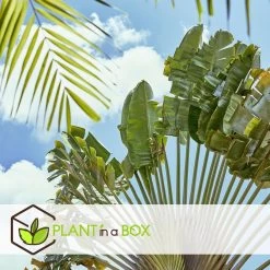 Ravenala Madagascariensis - Set Van 3 - Reizigerspalm - Pot 9cm - Hoogte 25-40cm -GroenThuis Voordeel 1000087118 0103