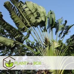 Ravenala Madagascariensis - Set Van 3 - Reizigerspalm - Pot 9cm - Hoogte 25-40cm -GroenThuis Voordeel 1000087118 0104