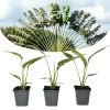 Ravenala Madagascariensis - Set Van 3 - Reizigerspalm - Pot 9cm - Hoogte 25-40cm