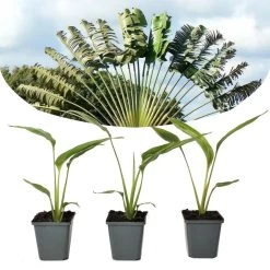 Ravenala Madagascariensis - Set Van 3 - Reizigerspalm - Pot 9cm - Hoogte 25-40cm