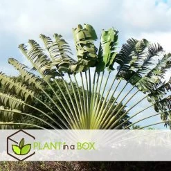 Ravenala Madagascariensis - Set Van 6 - Reizigerspalm - Pot 9cm - Hoogte 25-40cm -GroenThuis Voordeel 1000087973 0102