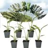 Ravenala Madagascariensis - Set Van 6 - Reizigerspalm - Pot 9cm - Hoogte 25-40cm -GroenThuis Voordeel 1000087973