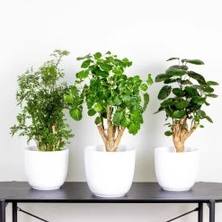 3x Polyscias Mix - Fabian - Ming - Green Lemon P12H30 -GroenThuis Voordeel 1000088692 0101