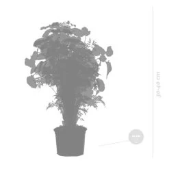 3x Polyscias Mix - Fabian - Ming - Green Lemon P12H30 -GroenThuis Voordeel 1000088692 0103