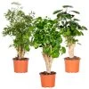 3x Polyscias Mix - Fabian - Ming - Green Lemon P12H30 -GroenThuis Voordeel 1000088692
