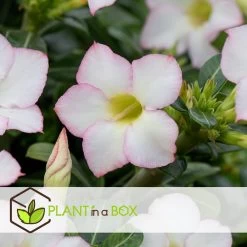 Adenium Obesum - Desert Rose White - Woestijnroos - Pot 13cm - Hoogte 30-40cm -GroenThuis Voordeel 1000088697 0103