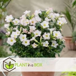 Adenium Obesum - Desert Rose White - Woestijnroos - Pot 13cm - Hoogte 30-40cm -GroenThuis Voordeel 1000088697 0104