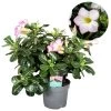 Adenium Obesum - Desert Rose White - Woestijnroos - Pot 13cm - Hoogte 30-40cm