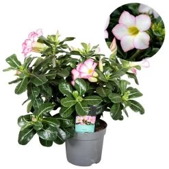 Adenium Obesum - Desert Rose White - Woestijnroos - Pot 13cm - Hoogte 30-40cm