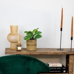 Maranta Variegata – Gebedsplant – ⌀12cm –↕10-15 Cm -GroenThuis Voordeel 1000088704 0103