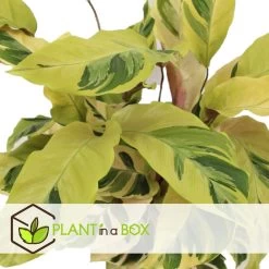 Calathea Fusion White - Luchtzuiverend - Kamerplant - Pot 14cm - Hoogte 30-40cm -GroenThuis Voordeel 1000091584 0103