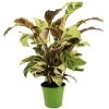 Calathea Fusion White - Luchtzuiverend - Kamerplant - Pot 14cm - Hoogte 30-40cm -GroenThuis Voordeel 1000091584