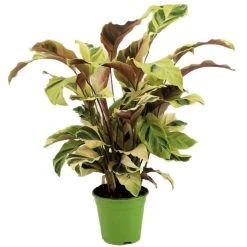 Calathea Fusion White - Luchtzuiverend - Kamerplant - Pot 14cm - Hoogte 30-40cm
