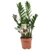 Zamioculcas Zamiifolia - ZZ Plant - Pot 17cm - Hoogte 55-65cm -GroenThuis Voordeel 1000091973