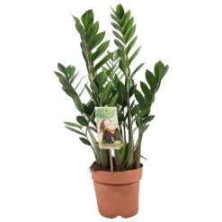 Zamioculcas Zamiifolia - ZZ Plant - Pot 17cm - Hoogte 55-65cm