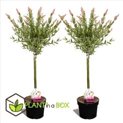 Salix Flamingo - Set Van 2 - Tuinplant - Bonte Wilg - Pot 17cm - Hoogte 60-80cm -GroenThuis Voordeel 1000093390 0102