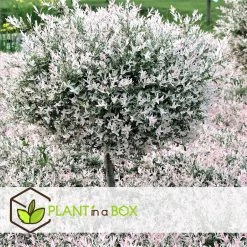 Salix Flamingo - Set Van 2 - Tuinplant - Bonte Wilg - Pot 17cm - Hoogte 60-80cm -GroenThuis Voordeel 1000093390 0103