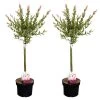 Salix Flamingo - Set Van 2 - Tuinplant - Bonte Wilg - Pot 17cm - Hoogte 60-80cm -GroenThuis Voordeel 1000093390