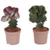 Euphorbia Lactea Cristata / Frankii - Mix Van 2 - Pot 12cm - Hoogte 25-30cm -GroenThuis Voordeel 1000094303
