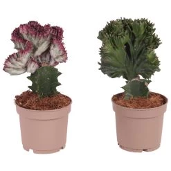 Euphorbia Lactea Cristata / Frankii - Mix Van 2 - Pot 12cm - Hoogte 25-30cm