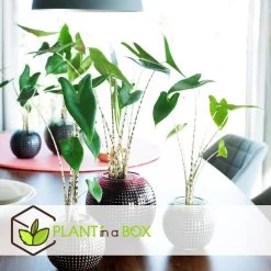 GroenThuis Voordeel 13 GroenThuis Voordeel -GroenThuis Voordeel 1000094306 0102